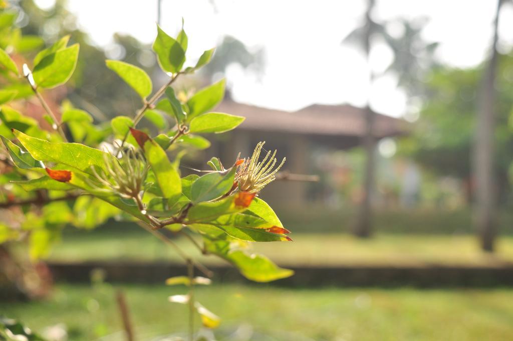Soba Lanka Holiday Resort Melsiripura Bagian luar foto