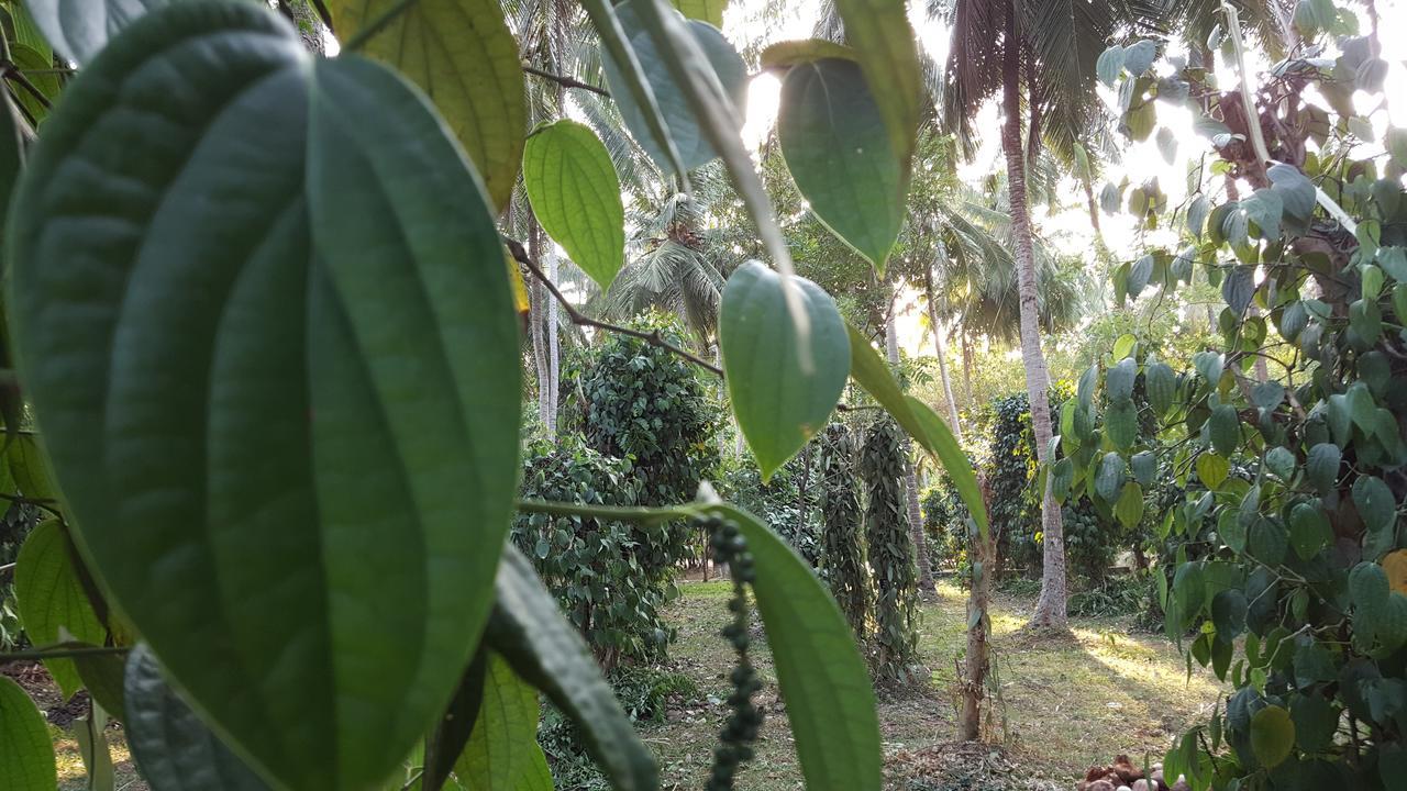 Soba Lanka Holiday Resort Melsiripura Bagian luar foto